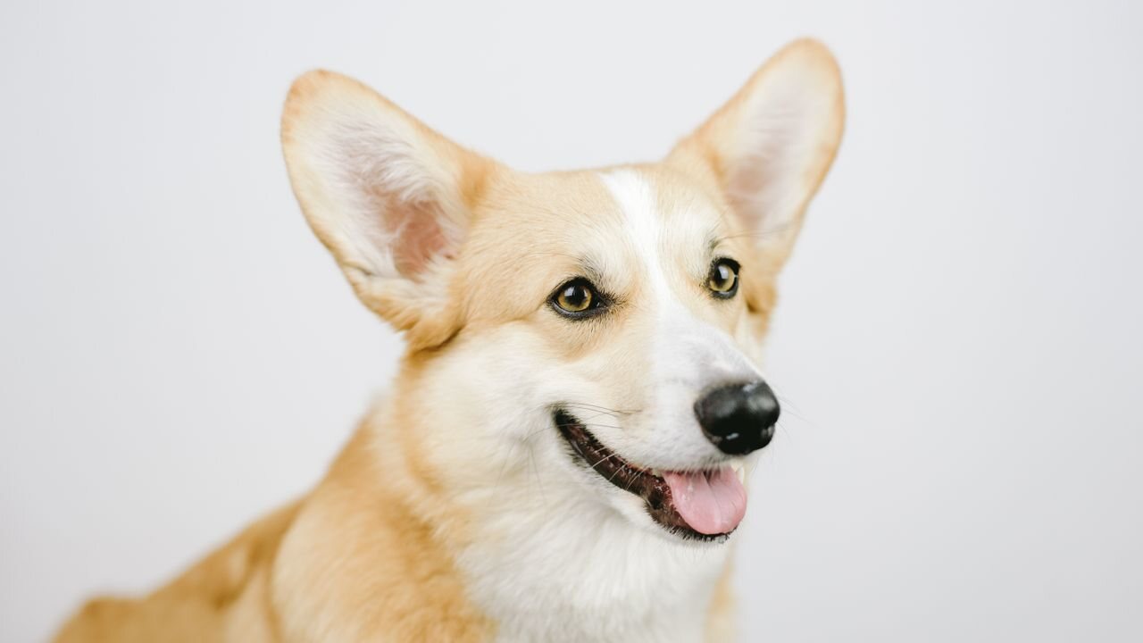 AI Dance Video for Pets: Make Your Dog or Cat Dance
